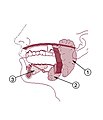 Speicheldrüsen: 1 Glandula parotidea 2 Glandula submandibularis 3 Glandula sublingualis