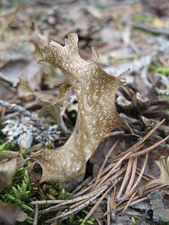 Fjallagrös (Cetraria islandica) eru af litskófarætt.