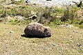 Die zahlreichen Wombats zeigen wenig Scheu
