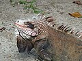 Green iguana at Magens