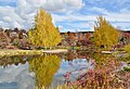 Colourful deciduous plant scenery