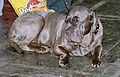 Neapolitan Mastiff