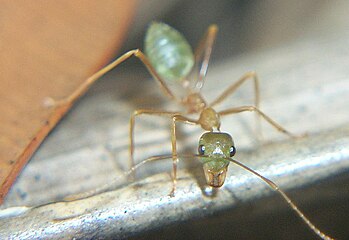 A green ant...