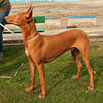 Pharaoh Hound