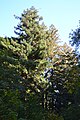 Tree canopies in the Preserve