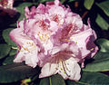 Rhododendron