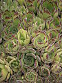 Sempervivum grandiflorum leaf