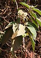 Solanum erianthum