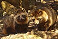 Japanese raccoon dogs