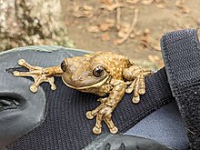 Picture of a frog on a gloved hand