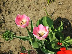 Tulipa florenskyi