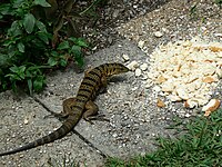 Inspecting bread, Trinidad