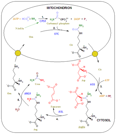 Urea cycle colored.