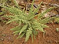 Unter Pinus canariensis geschützt wachsende Pflanze