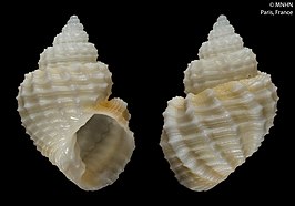 Admetula emarginata