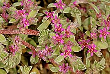 Aizoon secundum flowers