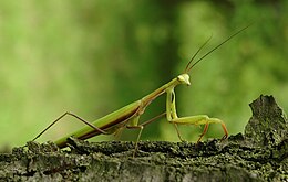 Ájtatos manó (Mantis religiosa)