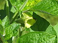 Flower and foliage of Anisodus luridus