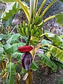 Bananas in Wadi Tiwi