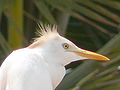 Kuhreiher Cattle Egret