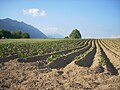 Campo coltivato sull'altopiano