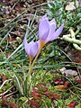 Crocus longiflorus