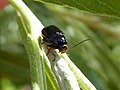 Miniatuurafbeelding voor de versie van 19 jun 2020 16:30