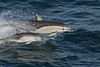 A Common Dolphin with its calf