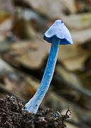 Entoloma hochstetteri