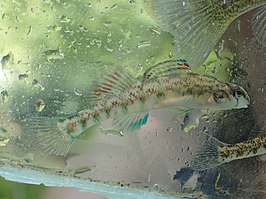 Etheostoma coosae