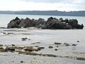 White-fronted terns on ancient Greywacke sea stack.