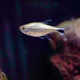 Goudtetra