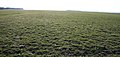 The Curragh plain, County Kildare, Ireland