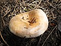 Lactarius deliciosus