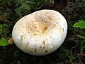 !Lactifluus glaucescens sin.Lactarius glaucescens/pergamenus!