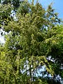 Leptospermum phylicoides