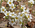 Linanthus demissus