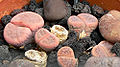 Lithops kuibisensis