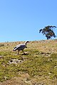 Hühnergans auf Maria Island