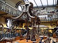 Eksemplar i Muséum national d’histoire naturelle i Paris