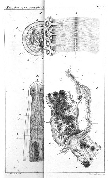 Mermis nigrescens. Fig. 1. Dwarsdoorsnede ongeveer in het midden van het lichaam. Fig. 2. Kopeind. Fig: 6. Zenuwen verbonden met de spieren. Fig. 7. Verteringsstelsel.