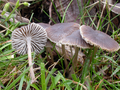 Mycena latifolia