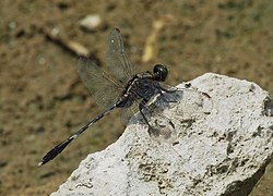 Old male with darkened abdomen and thorax