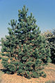 Pinus ponderosa