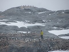 Scientist counts Gentoo penguins on Pléneau Island