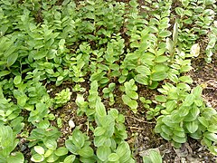 Polygonatum humile