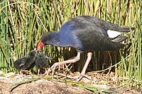 Purple Swamphen