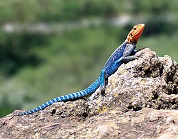 Telepes agáma (Agama agama)