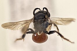 Sphecodes alternatus