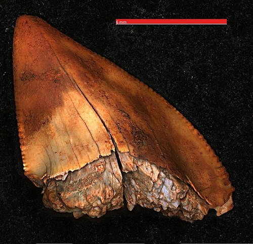 Fossil shark tooth by Rylan Bachman. A fossil shark tooth from the genus Squalicorax found in Hill Annex Mine State Park in Calumet, Minnesota, imaged at 182X magnification using stitching and extended depth of field.